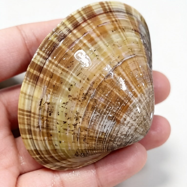 Hand holding a large short-neck clam