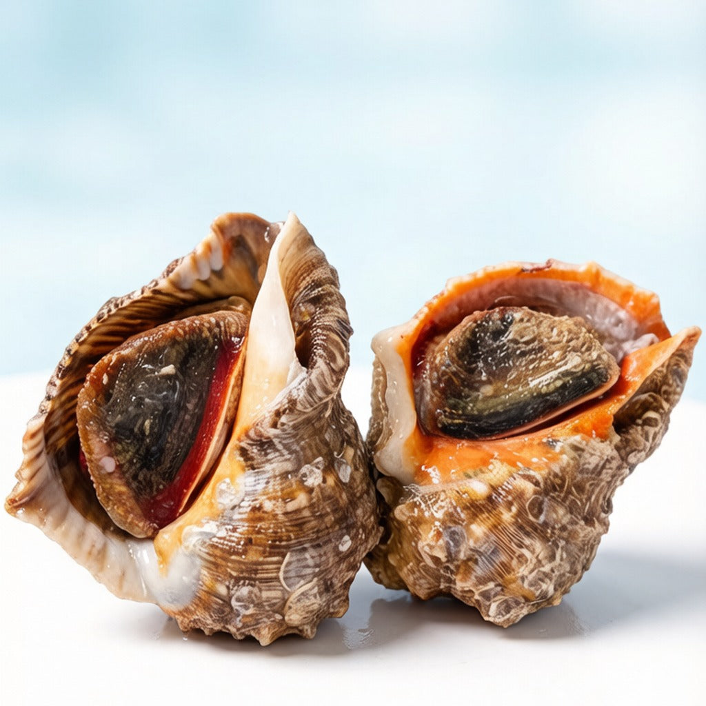 Whole sea conch shells on ice
